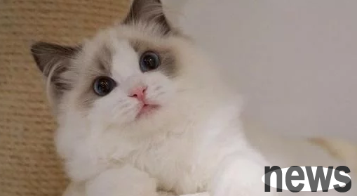 The girl bought a ragdoll cat. At first, her mother objected, but later she became a cat slave.