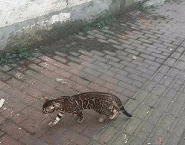 I met a stray cat while walking. After seeing the photo, my friend called: Walking RMB