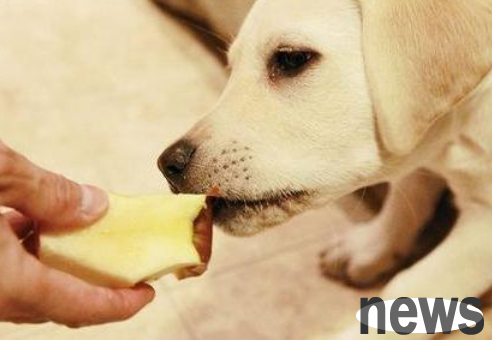Do you all know the symptoms of vitamin B deficiency in dogs?