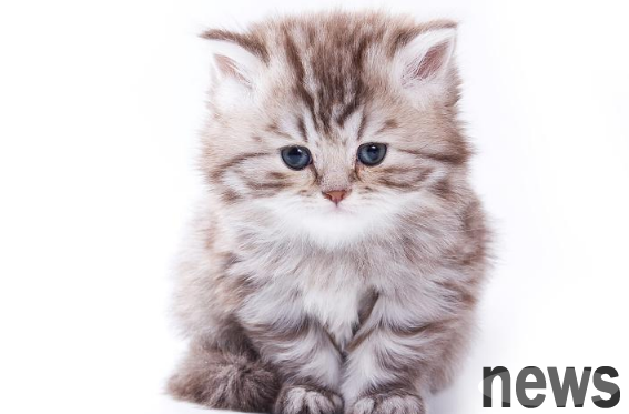 The cat is nervous and suddenly runs wildly or jumps up. If you comfort it well, you will be safe.