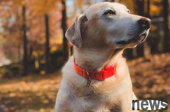 Will dogs be unhappy to shave their hair? Feeding instructions ~