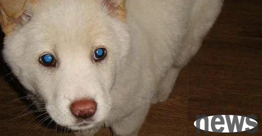 Want to know why local dogs have blue eyes? Come and have a look