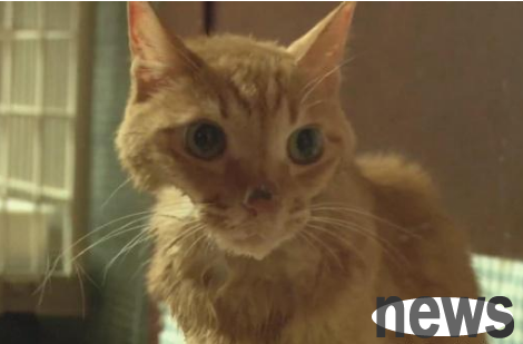 move! Orange cat suffers from anorexia and becomes skinny and bone-skinned, kind girl does these things and changes it