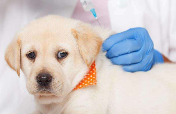 How many months will the puppy get vaccinated? Master, come and get it