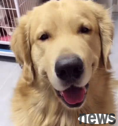 The owner asked the golden retriever to take care of the three kittens, bought fruits and saw this when he went home, and took out the jerky reward.