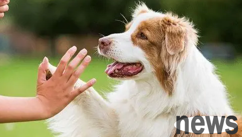 You must never find a lost dog. Why?