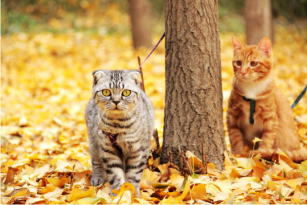 Netizen: The first time I took a cat out for a walk, I didn t expect it to die