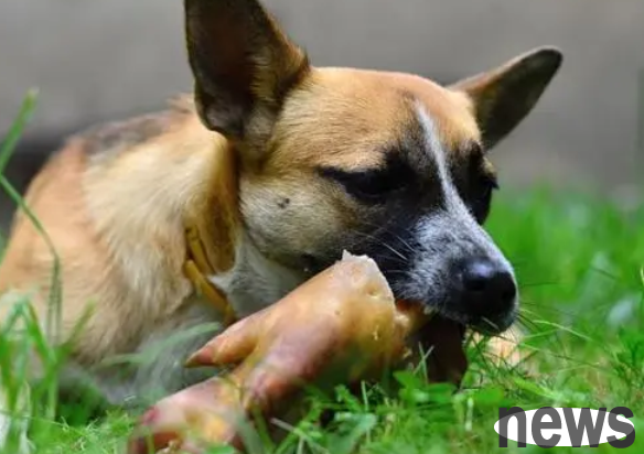 Can dogs eat pork? Find out here!