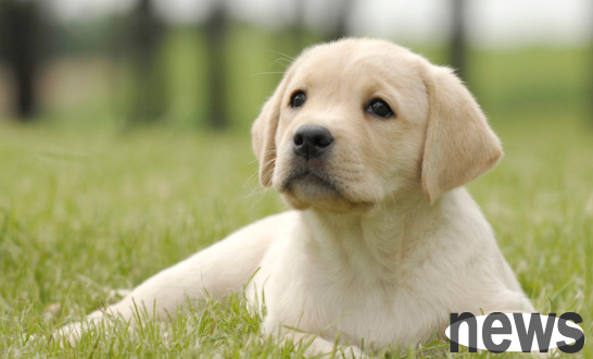 What should you pay attention to when buying a dog in a pet store?