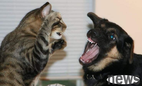Cats cannot defeat dogs, but can Tibetan mastiffs defeat lions? The answer is obvious