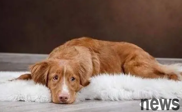 What causes weakness in a dog s hind legs? Generally these are the situations