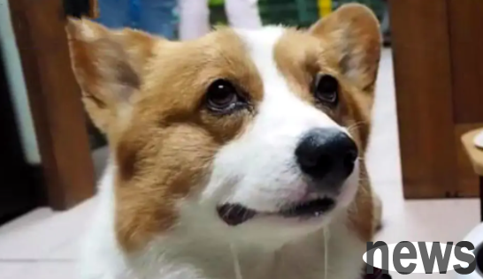 Why does my dog ​​suddenly start drooling all the time?