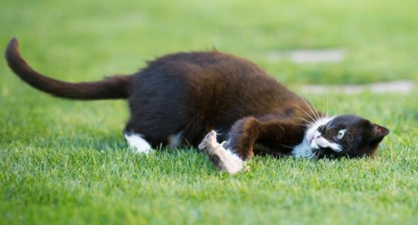 The mouse was suppressed by the cat and could not retreat. A passerby revealed the horrifying truth: The cat ran away!