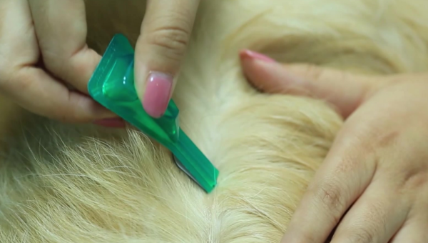 Can dog deworming medicine be given to cats? Must understand