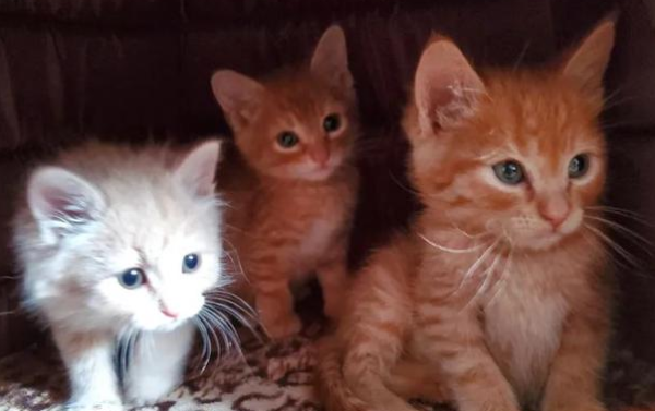 The Adventures of Three Kittens, who sneaked into the boy s house and lay down on the sofa, sound asleep