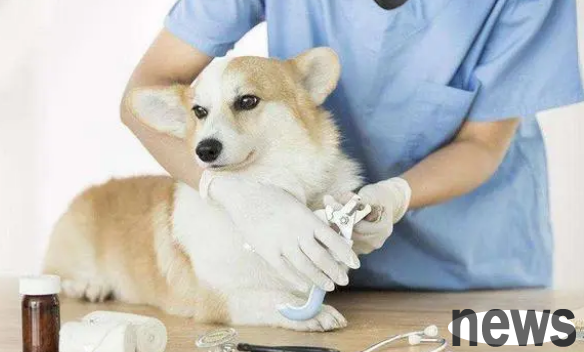 Does it matter if a puppy is infected with coronavirus? It s very critical