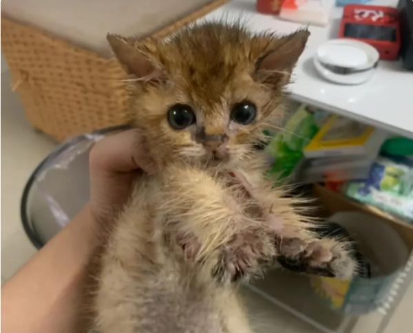 I rescued a stray orange cat and after raising it for a month, I found out that it was a golden cat: I found a treasure.