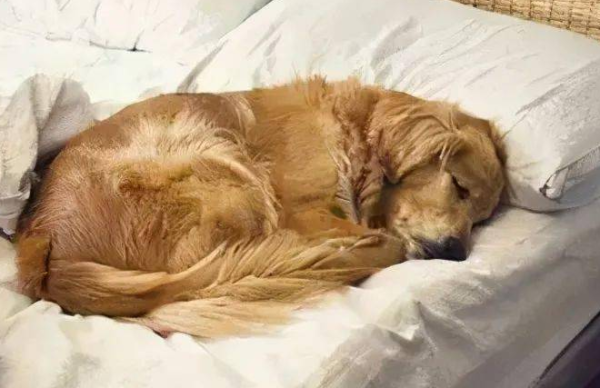 This is why puppies curl up to sleep!
