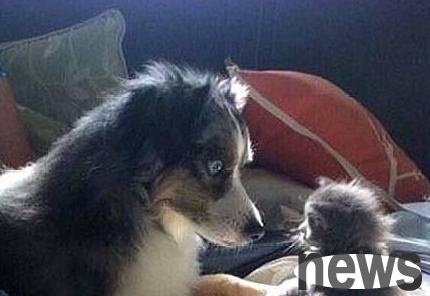 There is a new little cat in the house. I thought it would fight with the dog, but I didn t expect...