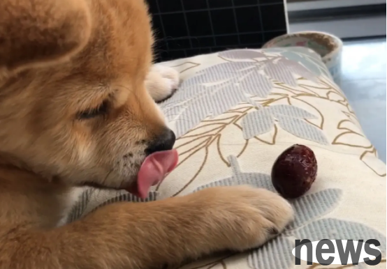 Popular science: Possible reasons why puppies keep chirping