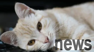The 8-year-old cat was abandoned on the roadside because he was considered too old. The cat hid in the cracks and shivered.