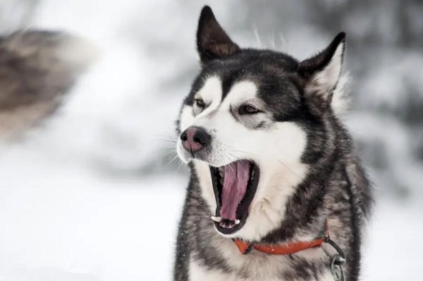 What sound are dogs afraid of? Here s how to stop it from barking!