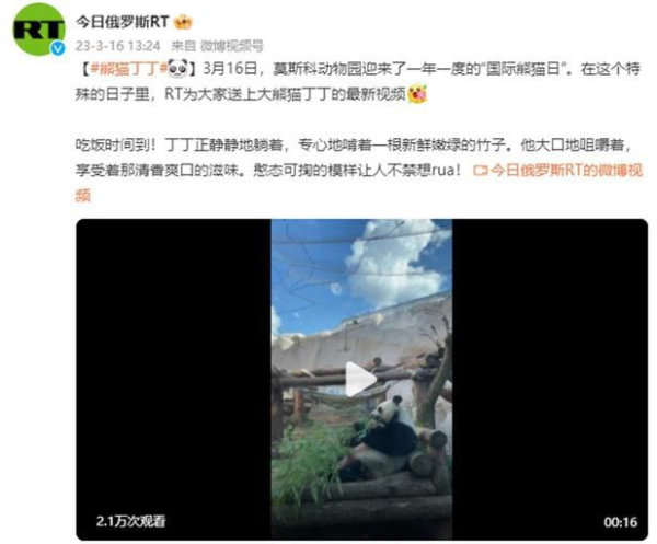 Two pandas living in Russia gained 40 pounds and gradually became 