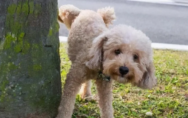 Why do dogs pee everywhere? Often these are the reasons
