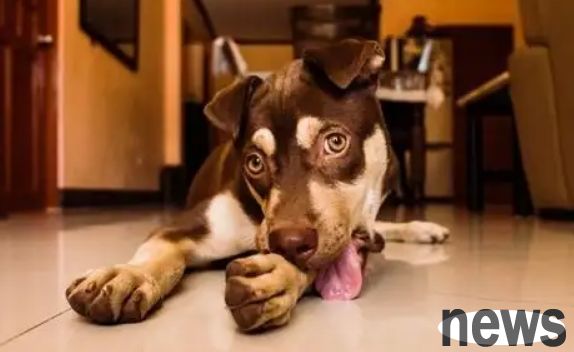 Why is the dog licking the ground? Master, please pay attention!