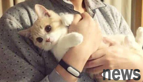 I bought a cute little kitten, but the more I kept it, the weirder it became. Netizens asked: Is this a cat?