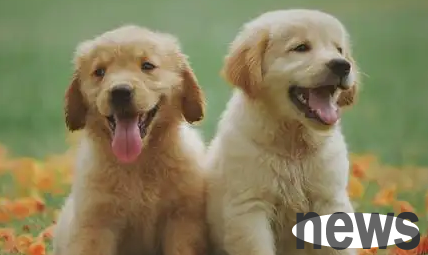 How to get rid of the three major dog odors? Look here!