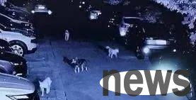 7 stray dogs broke into a community in Xi an in the early morning and madly bit 9 stray cats to death!