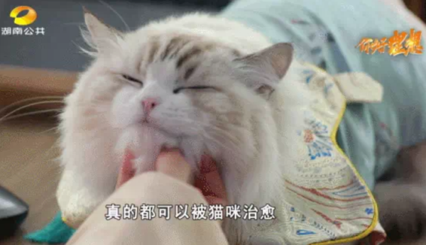 Wonderful work! A Hunan girl born in the 1990s returns to her hometown to design Hanfu for cats. She earns 70,000 yuan a month and masturbates her cats while working.