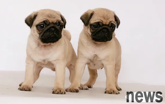 What are the docile dog breeds?