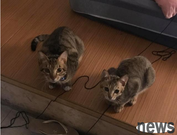 The doctor said the kitten s frame was a bit big, but it turned out that it weighed 27 pounds and was about 1 meter long. Is the cat dad a giant cat?