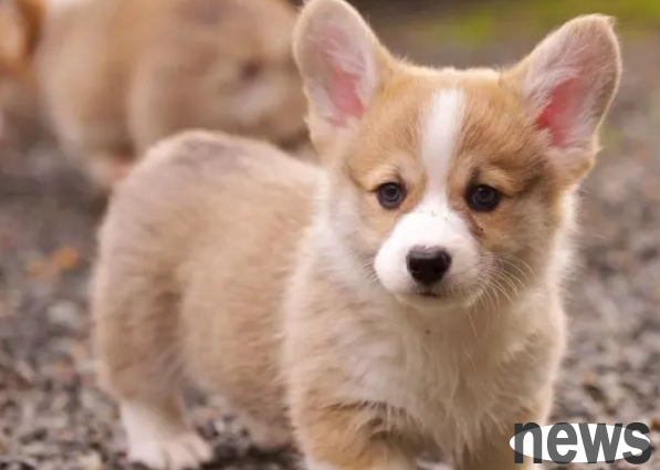 If you want your dog to remember you, let’s first understand how many months do puppies have memories?