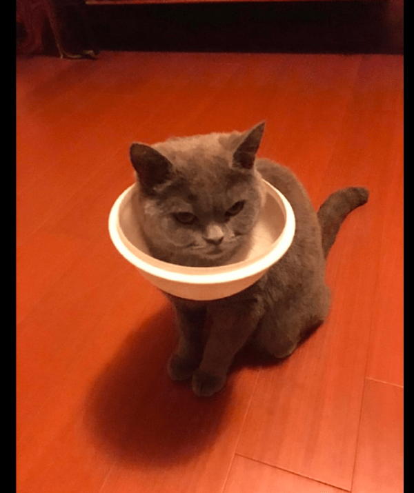 When my cat was being naughty at home, he accidentally put the trash can lid around his neck. I laughed at his expression.