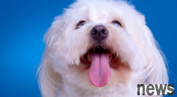 How to remove dog tear stains? Share the care methods from experienced people~