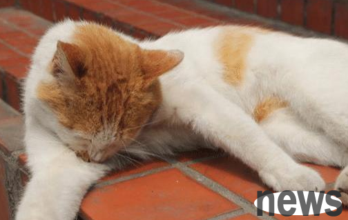 The cat hid in the corner and didn t move, and ignored people when he was asked to eat. But when he walked over and took a look, he was furious.