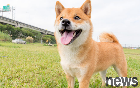 Never disturb your pet dog from resting! The consequences are serious!