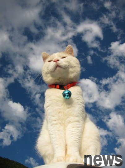 Guohui Beijing Law Firm | If my own cat dies after buying 