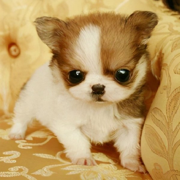 These 8 types of small dogs are very loyal, and anyone who has raised them will never have any regrets.