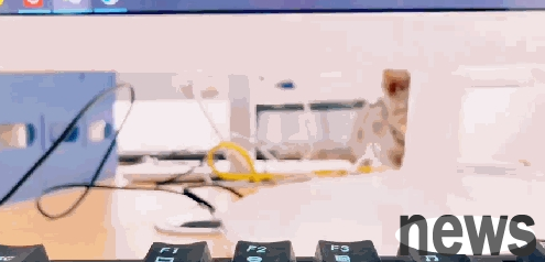 The company keeps a cat. After the employees wash their hands, they put them in the cat’s arms to warm them. The cat: I have paid too much for the company...