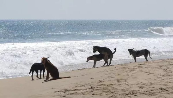 The estrus season is here, this time you must guard against the two dogs next door!