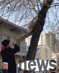 The white cat taught the kitten how to climb a tree. The kitten was afraid and almost fell. The white cat s behavior was heart-warming...