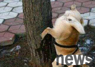 Why is dog urine said to burn plants? Why is it that when I water a tree with good intentions, the tree dies?