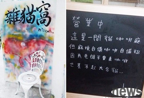 The story behind the current store manager of this Buddhist-style cat cafe is very touching.