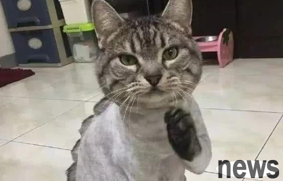 A cat was given a dinosaur-like back shape, but it became quieter. The pet doctor explained why