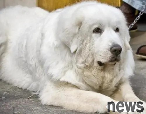 Why do large dogs have shorter lifespans | Large dogs generally have shorter lifespans than small dogs. Do you know why?