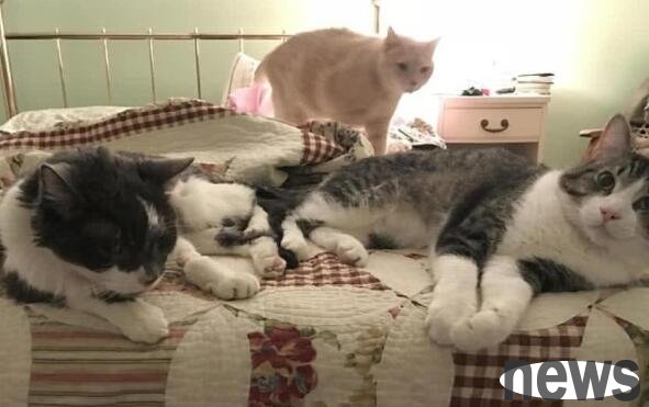 The kidney of a 2-year-old stray cat was cut off and transplanted into a 17-year-old cat. The outcome was so unexpected.